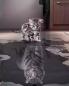 Preview: Diamond Painting aus Katze wird Tiger eckig 40x50cm Topseller