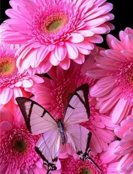 Diamond Painting Gerbera Pink mit Schmetterling eckig 20x25cm