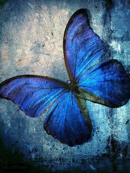 Diamond Painting blauer Schmetterling ild eckig 20x25cm