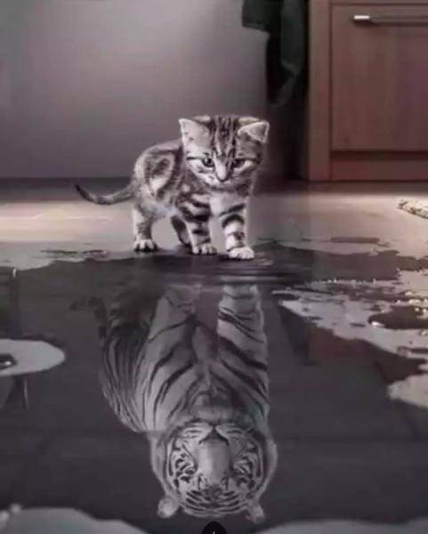 Diamond Painting aus Katze wird Tiger eckig 40x50cm Topseller