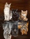 Diamond Painting aus 3 Katzen werden 3 Raubtiere 40x50cm